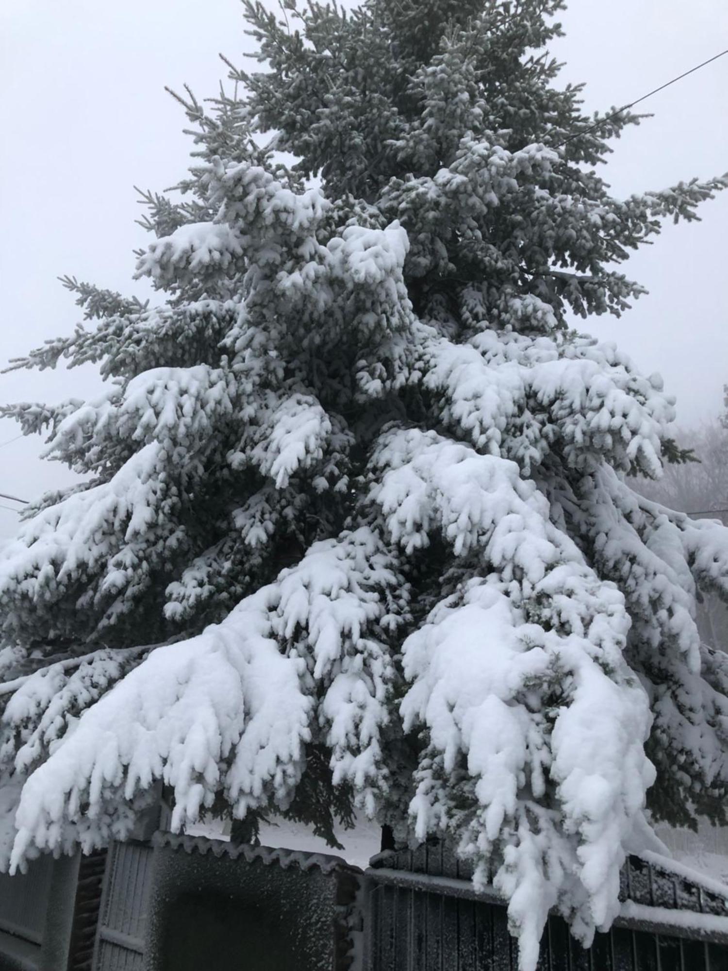 Bakonyi Mamutfenyo Vendeghaz Daire Tés Dış mekan fotoğraf